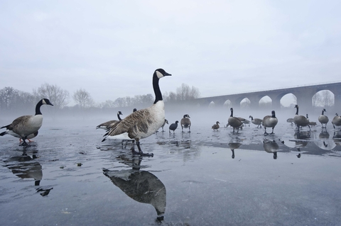 Canada goose outlet londres